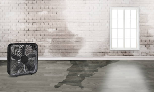 Best Local water damage restoration  in West Middlesex, PA